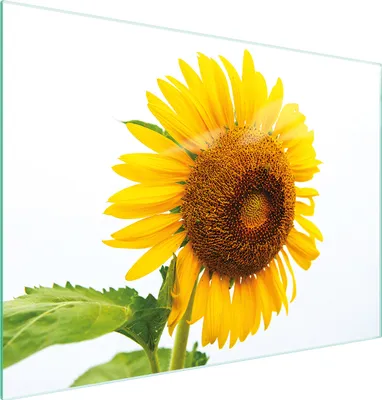 Image de Planche à découper Plaque de découpe multi-verre 30x22 cm Tournesol Jaune