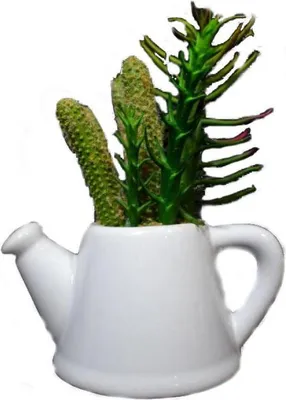 Imagen del producto de Un conjunto de suculentas en una regadera de cerámica blanca, disponible en dos diseños diferentes