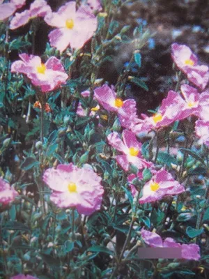 Produktbild von Zistrose Silver Pink - Cistus argenteus Silver Pink 25-30cm