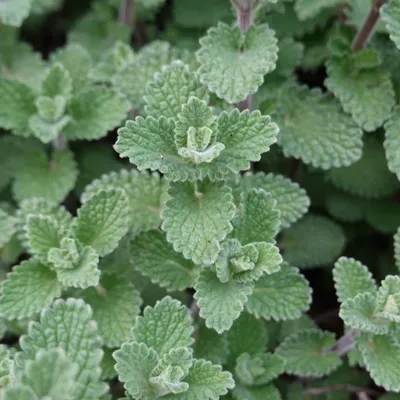 Immagine prodotto di Menta di montagna (Calamintha nepeta) – 48 piante – 10-25 cm – Ø 9 cm – Pianta perenne profumata per aiuole soleggiate