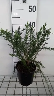 Obrázok produktu pre Ulex europaeus - Gorse 15- 20 cm - Kontajner