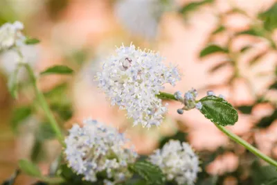 Produktbild von Ceanothus thyrsiflorus 'Repens', Kriechender Kalifornischer Flieder, 40–60 cm