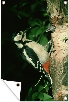 Produktbild von MuchoWow® 60x90 cm Outdoor-Poster Gartendeko Sichtschutz Garten Poster für den Garten  Ein Buntspecht an einem Baum