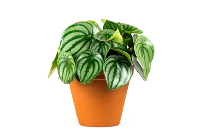 Obrázok produktu pre Gardners Peperomia Argyreia, priemer 11-12 cm
