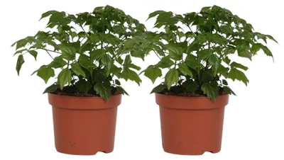 Immagine prodotto di Rademachera Sinica | 2 pezzi - 20cm - Ø12cm - Pianta d'appartamento - Multideal
