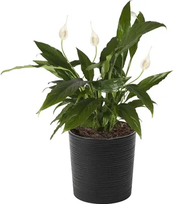 Zdjęcie produktu dla Doniczka Lamela | Malwa | z wkładką | czarna | 30 cm
