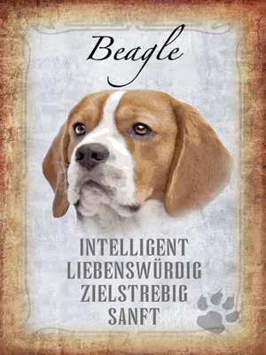 Produktbild von vianmo Holzschild 40x30 cm Beagle Hund
