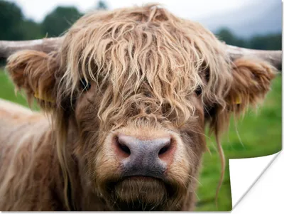 Produktbild von MuchoWow® Poster Schottische Highlander - Gras - Wald 160x120 cm - Foto Plakat
