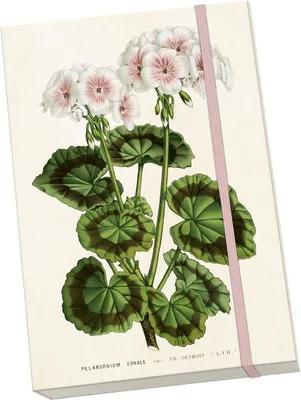 Produktbild von Notizbuch Geraniumweiß