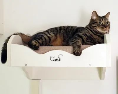 Produktbild von CatS Design Kletterwand große Katzen stabil Wandkratzbaum Wandbett F3