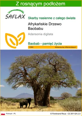 Zdjęcie produktu dla SAFLAX - Afrykańskie Drzewo Baobabu - 6 Nasiona - Z podłożem uprawowym wolnym od zarazków - Adansonia digitata