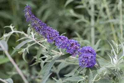 Produktbild von Buddleja davidii 'Nanho Blue', Schmetterlingsflieder, blau, 80–100 cm