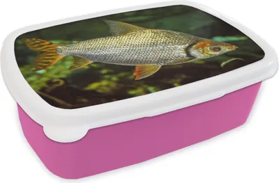 Obrázok produktu pre KitchenYeah® Obedový box Obedový box 17x11 cm Ryba - voda - rastlina Detský obedový box - obedový balíček - box na chlieb - sendvičový box