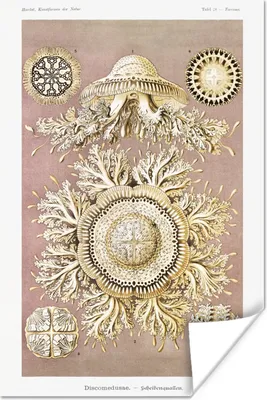 Produktbild von MuchoWow® Poster Jahrgang - Ernst Haeckel - Qualle - Kunst 40x60 cm - Plakate für die Wand - Poster Babyzimmer