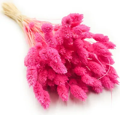Produktbild von Phalaris Getrocknete - Kanariengras - Fuchsie