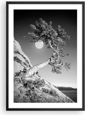 Produktbild von Gerahmtes Poster - Schwarzer Rahmen - Voll der Mond Baum - 50x70 cm - Wand Bild - Wanddeko - Wandbilder - Kunstposter - Wandposter - Bilderrahmen - Bilder - Kunstdruck - P2BPA50x70-4689