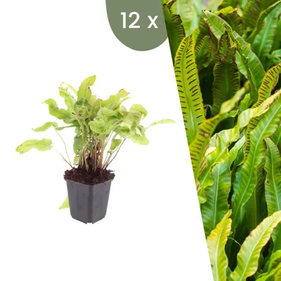 Image de Plants by Frank | 12 Plantes de fougère langue-de-cerf | Asplenium scolopendrium | Fougères rustiques | Plantes d’ombre | Plantes vivaces | Plantes de jardin