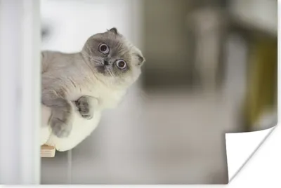 Produktbild von MuchoWow® Poster Katze - Tier - Wohnzimmer 180x120 cm - Fotoplakat