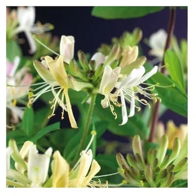 Immagine prodotto di Caprifoglio vero 60-80 cm Lonicera periclymenum Belgica - Caprifoglio