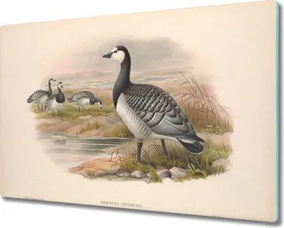Produktbild von Coloray Schneidebrett Herdabdeckplatte 80x52 cm Kochplattenabdeckung Hackbrett Küchenbrett - Vögel Tiere