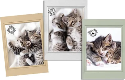 Image de Lot de 3 Torchons Chats choupinou