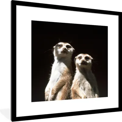 Produktbild von MuchoWow® Gerahmtes Poster Schwarz - Erdmännchen - Tiere 40x40 cm - Poster mit Schwarzem Bilderrahmen Wandposter Rahmen Foto Bilder - Poster - Plakat im Rahmen