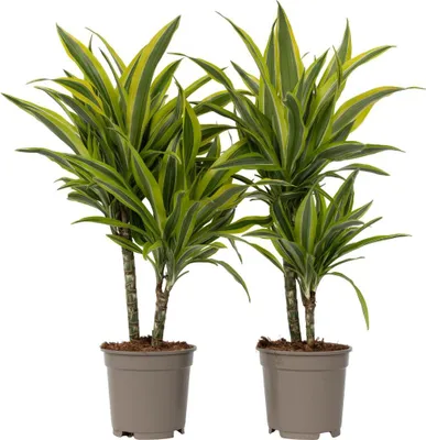 Produktbild von Drachenbaum - 2 Stk - Dracaena deremensis 'Lemon Lime' - Höhe 60-70cm - ⌀17cm