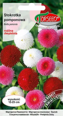 Zdjęcie produktu dla Stokrotka pompon mix nasion 0,1g - Torseed