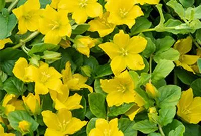 Produktbild von 6 x  Lysimachia nummularia - Pfennigkraut - Topf 9 x 9 cm