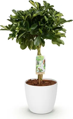 Obrázek produktu pro Schefflera Gold Capelle – pokojová rostlina s bílým květináčem, průměr 21 cm, výška