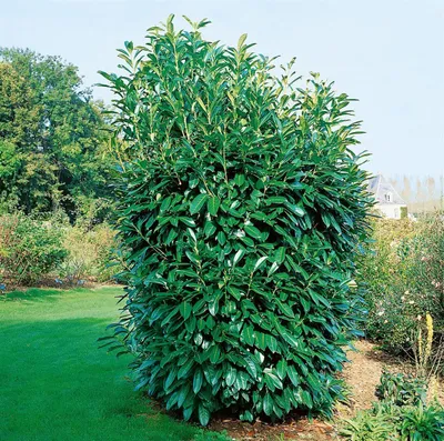 Produktbild von Prunus laurocerasus 'Caucasica', Kirschlorbeer, immergrün, 20–30 cm
