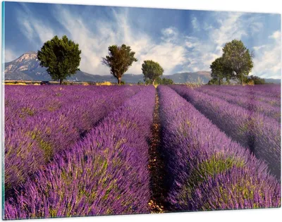 Produktbild von Bilder auf glas - Landschaft Wiese Pflanzen - 120x80cm - Glasbilder - Wandbilder - Kunstdruck - zum Aufhängen bereit - Wanddekoration aus Glas - Glas Bilder - Wandbild auf Glas - GAA120x80-0128