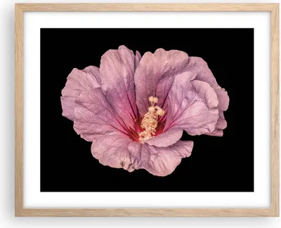 Produktbild von Gerahmtes Poster - Rahmen in heller Eiche - Hibiskus Blume Rosa - 50x40 cm - Wand Bild - Wanddeko - Wandbilder - Kunstposter - Wandposter - Bilderrahmen - Bilder - Kunstdruck - P2NAA50x40-4481