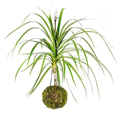 Produktbild von Gardners Kokedama mit Dracaena marginata (L)