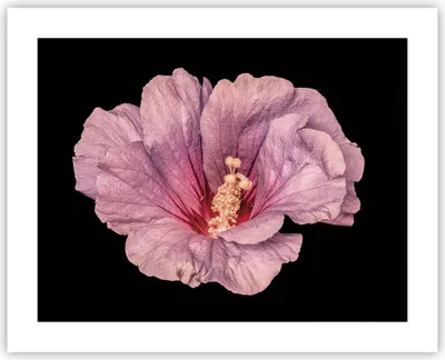Produktbild von Poster - Poster ohne Rahmen - Hibiskus Blume Rosa - 50x40 cm - Wand Bild - Wanddeko - Wandbilder - Kunstposter - Wandposter - Bilder - Kunstdruck - Wanddekoration - Wandbild - P2XAA50x40-4481