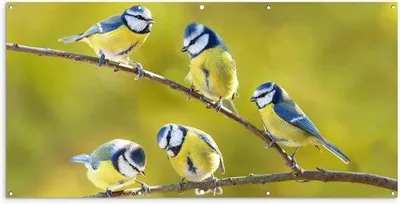 Image de Grand store de jardin - Décoration de balcon - Résistant aux intempéries - 200 x 100 cm - Motif d'oiseaux