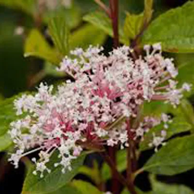 Obrázek produktu pro 2 x  květina Ceanothus pallidus 'Marie Simon'  | 40-50 cm v kontejneru
