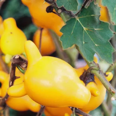 Produktbild von Teppelfrucht (Solanum mammosum)  - 10 Samen