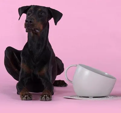 Immagine prodotto di Ciotola e tappetino per cani grigi, antiscivolo, in plastica riciclata, taglia media-grande