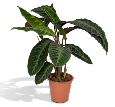Immagine prodotto di Cestino marante Warscewiczii - Ø19cm - ↕70cm