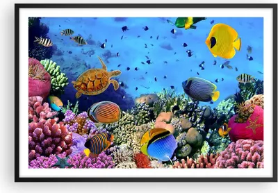 Produktbild von Gerahmtes Poster - Schwarzer Rahmen - Korallenriff - 91,5x61 cm - Wand Bild - Wanddeko - Wandbilder - Kunstposter - Wandposter - Bilderrahmen - Bilder - Kunstdruck - Wandbild - P2BAA91x61-3569