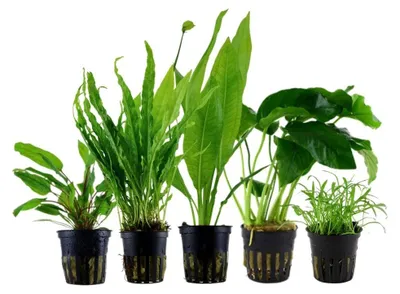 Produktbild von Pflanzen Set mit 5 Einsteiger Topf Aquarium Wasserpflanzen AquaOne Nr.251