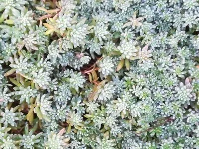 Immagine prodotto di 6 x Sedum hispanicum ('Glaucum') - foglia grassa - vaso 9 x 9 cm