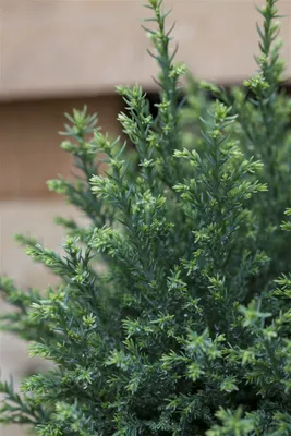 Produktbild von Chamaecyparis lawsoniana 'Snow White', Scheinzypresse, 15–20 cm