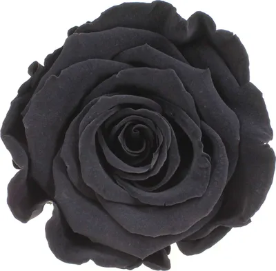 Produktbild von Infinity Rose L Ø5cm konserviert stabilisiert haltbar Rosenkopf ewige Rosenblüte 1 St. Schwarz (bla01)