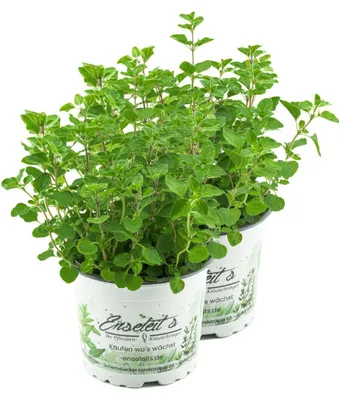 Produktbild von Enseleits 2x Majoran Origanum majorana, Kräuter Pflanze