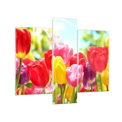Produktbild von Bilder auf glas - Tulpe Blume Garten Plantage - 95x80cm - Glasbilder - Wandbilder - Kunstdruck - zum Aufhängen bereit - Wanddekoration aus Glas - Glas Bilder - Wandbild auf Glas - GCB95x80-2466