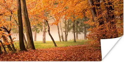 Produktbild von MuchoWow® Poster Blätter - Herbst - Wald 40x20 cm - Poster für die Wand - Poster Schlafzimmer