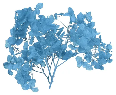 Getrocknete Hortensienblüte, 10 g, blau, für DIY-Dekoration