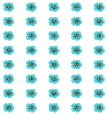 Gepresste Trockenblumen, 40 Stück, Narzissen, 0,6–0,8 cm, blau, lose